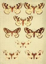 Moths_of_the_British_Isles_Series2_Plate103